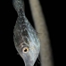 filefish_slender_lr_gc_v_0026_cay3914.jpg